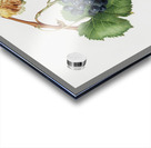 Grape Spanna Vitis vinifera Pedemontana from Pomona Italiana 1817 - 1839 by Giorgio Gallesio 1772-1839.  Acrylic print