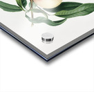 Peach Persica julodermis from Pomona Italiana 1817 - 1839 by Giorgio Gallesio 1772-1839.  Acrylic print