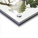 Black grape Vitis vinifera from Pomona Italiana 1817 - 1839 by Giorgio Gallesio 1772-1839.  Acrylic print