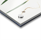 Date Palm Phoenix dactylifera from Pomona Italiana 1817 - 1839 by Giorgio Gallesio 1772-1839.  Acrylic print