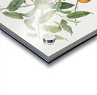 Peach Amygdalus persica iulodermis from Pomona Italiana 1817 - 1839 by Giorgio Gallesio 1772-1839.  Acrylic print