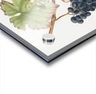 Peach Amygdalus persica iulodermis from Pomona Italiana 1817 - 1839 by Giorgio Gallesio 1772-1839.  Acrylic print