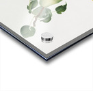 Winter citron Pyrus virgolata from Pomona Italiana 1817 - 1839 by Giorgio Gallesio 1772-1839.  Acrylic print