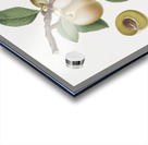 Winter citron Pyrus virgolata from Pomona Italiana 1817 - 1839 by Giorgio Gallesio 1772-1839.  Acrylic print