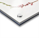 Peach blossom Prunus persica from Pomona Italiana 1817 - 1839 by Giorgio Gallesio 1772-1839.  Acrylic print