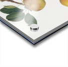 Apple Malus carpendolo from Pomona Italiana 1817 - 1839 by Giorgio Gallesio 1772-1839.  Acrylic print