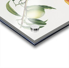 Apricot Pesca Natalina from Pomona Italiana 1817 - 1839 by Giorgio Gallesio 1772-1839.  Acrylic print