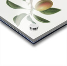 Armenian plum Prunus armeniaca from Pomona Italiana 1817 - 1839 by Giorgio Gallesio 1772-1839.  Acrylic print