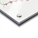 Peach blossoms Prunus persica from Pomona Italiana 1817 - 1839 by Giorgio Gallesio 1772-1839.  Impression Acrylique