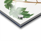 Black Aleatico grape Vitis vinifera from Pomona Italiana 1817 - 1839 by Giorgio Gallesio 1772-1839.  Acrylic print