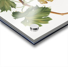 Grape vine Vitis vinifera Niciensis from Pomona Italiana 1817 - 1839 by Giorgio Gallesio 1772-1839.  Acrylic print