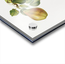 Pear Pyrus Spaddonia from Pomona Italiana 1817 - 1839 by Giorgio Gallesio 1772-1839.  Acrylic print