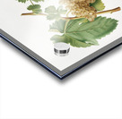 Trebbiano grapes Vitis vinifera Trebulana Florentina from Pomona Italiana 1817 - 1839 by Giorgio Gallesio 1772-1839.  Impression Acrylique