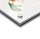 Peach Persica julodermis from Pomona Italiana 1817 - 1839 by Giorgio Gallesio 1772-1839.  Acrylic print