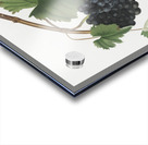 Pomona Italiana by Giorgio Gallesio 106 Acrylic print