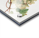 Muscat grape Vitis vinifera Moscata from Pomona Italiana 1817 - 1839 by Giorgio Gallesio 1772-1839.  Acrylic print