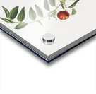 Chinese jujube Zizphus vulgaris from Pomona Italiana 1817 - 1839 by Giorgio Gallesio 1772-1839.  Acrylic print