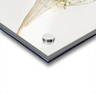 Normal Spadice of the palm Phoenix dactylifera from Pomona Italiana 1817 - 1839 by Giorgio Gallesio 1772-1839.  Acrylic print