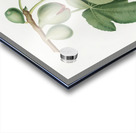 Fig Ficus carica from Pomona Italiana 1817 - 1839 by Giorgio Gallesio 1772-1839.  Acrylic print