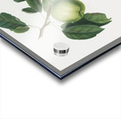 Apple Malus pumila from Pomona Italiana 1817 - 1839 by Giorgio Gallesio 1772-1839.  Acrylic print