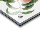 Carrot Peach Persica carota from Pomona Italiana 1817 - 1839 by Giorgio Gallesio 1772-1839.  Acrylic print