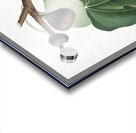 Black Fig Ficus carica from Pomona Italiana 1817 - 1839 by Giorgio Gallesio 1772-1839.  Acrylic print