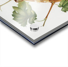 Vermentino grapes Vitis ligustica feracissima from Pomona Italiana 1817 - 1839 by Giorgio Gallesio 1772-1839.  Acrylic print