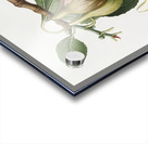 Fig Ficus carica from Pomona Italiana 1817 - 1839 by Giorgio Gallesio 1772-1839.  Acrylic print