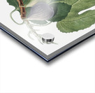 Cherry Cerasus Duracina from Pomona Italiana 1817 - 1839 by Giorgio Gallesio 1772-1839.  Acrylic print