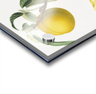 Peach Prunus persica from Pomona Italiana 1817 - 1839 by Giorgio Gallesio 1772-1839.  Acrylic print