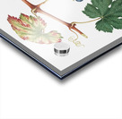 Summer grape Vites vinifera bicolor from Pomona Italiana 1817 - 1839 by Giorgio Gallesio 1772-1839.  Acrylic print