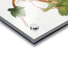 Vermentino grapes Vitis ligustica feracissima from Pomona Italiana 1817 - 1839 by Giorgio Gallesio 1772-1839.  Acrylic print