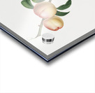 White walnut Persica psillidermis from Pomona Italiana 1817 - 1839 by Giorgio Gallesio 1772-1839.  Acrylic print