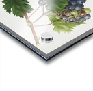 Grape from Ischia Viti vinifera vegetatione insana from Pomona Italiana 1817 - 1839 by Giorgio Gallesio 1772-1839.  Acrylic print