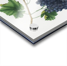 Lacrima grapes Vitis vinifera Vallisarnensis from Pomona Italiana 1817 - 1839 by Giorgio Gallesio 1772-1839.  Acrylic print