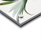 Date Palm Tree Phoenix dactylifera from Pomona Italiana 1817 - 1839 by Giorgio Gallesio 1772-1839.  Acrylic print