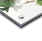 Brachetto grape Vitis vinifera niceaensis from Pomona Italiana 1817 - 1839 by Giorgio Gallesio 1772-1839.  Acrylic print