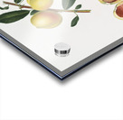 Peach Persica amygdalus from Pomona Italiana 1817 - 1839 by Giorgio Gallesio 1772-1839.  Acrylic print