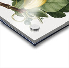 Common Fig Ficus carica sativa from Pomona Italiana 1817 - 1839 by Giorgio Gallesio 1772-1839.  Acrylic print