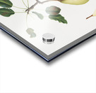 Pear Pyrus communis from Pomona Italiana 1817 - 1839 by Giorgio Gallesio 1772-1839.  Acrylic print