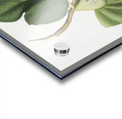 Fig Ficus carica bifera from Pomona Italiana 1817 - 1839 by Giorgio Gallesio 1772-1839.  Acrylic print