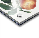 Apple Malus domestica from Pomona Italiana 1817 - 1839 by Giorgio Gallesio 1772-1839.  Acrylic print