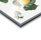 Apple Malus domestica from Pomona Italiana 1817 - 1839 by Giorgio Gallesio 1772-1839.  Acrylic print