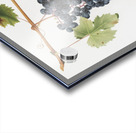 Grape Colorino Vitis vinifera auxiliaria  from Pomona Italiana 1817 - 1839 by Giorgio Gallesio 1772-1839.  Acrylic print