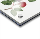 Apricot Armeniaca prunata from Pomona Italiana 1817 - 1839 by Giorgio Gallesio 1772-1839.  Acrylic print