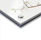 Flower of Plum Fiore di Susina Settembrina from Pomona Italiana 1817 - 1839 by Giorgio Gallesio 1772-1839.  Acrylic print