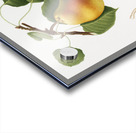 Pear Pyrus Pompeiana from Pomona Italiana 1817 - 1839 by Giorgio Gallesio 1772-1839.  Acrylic print