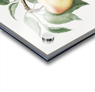 Carla Apple Melo Carlo from Pomona Italiana 1817 - 1839 by Giorgio Gallesio 1772-1839.  Acrylic print