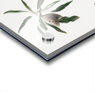 Almond Guscio tenero from Pomona Italiana 1817 - 1839 by Giorgio Gallesio 1772-1839.  Acrylic print