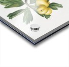 Hawthorn Crataegus poliossea sterilis from Pomona Italiana 1817 - 1839 by Giorgio Gallesio 1772-1839.  Acrylic print